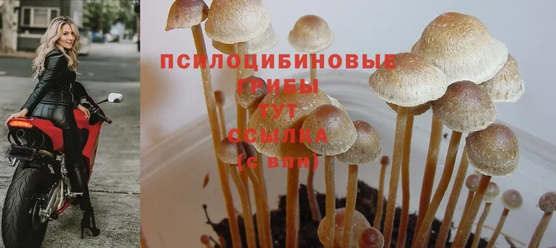 Псилоцибиновые грибы MAGIC MUSHROOMS  купить   Ессентуки 